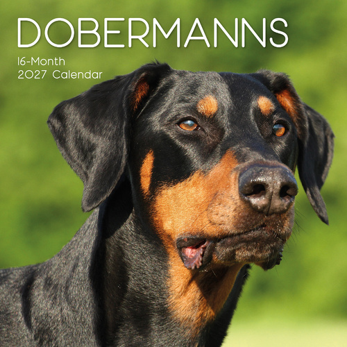 2027 Calendar Paw Prints Dobermanns Square Wall, Gifted Stationery GSC27046