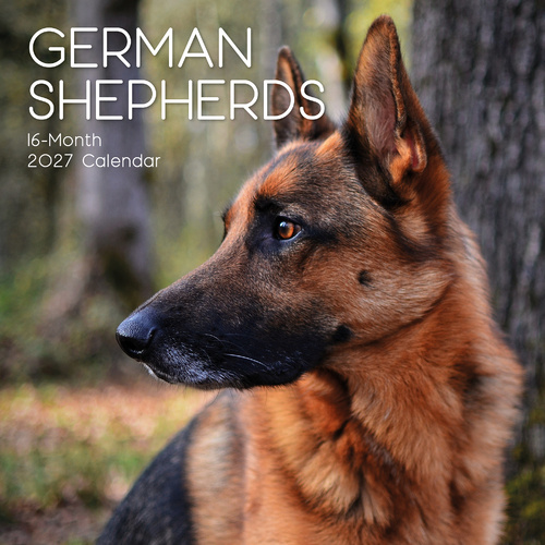 2027 Calendar Paw Prints German Shepherds Square Wall, Gifted Stationery GSC27050