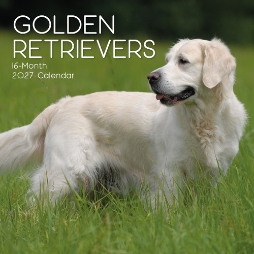 2027 Calendar Paw Prints Golden Retrievers Square Wall, Gifted Stationery GSC27052