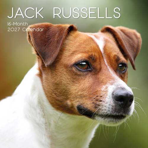 2027 Calendar Paw Prints Jack Russells Square Wall, Gifted Stationery GSC27054