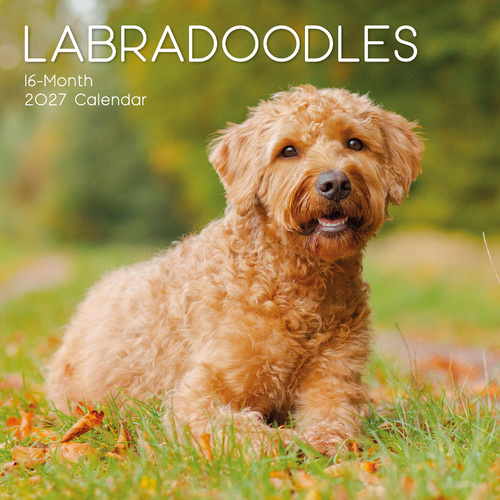 2027 Calendar Paw Prints Labradoodles Square Wall, Gifted Stationery GSC27055