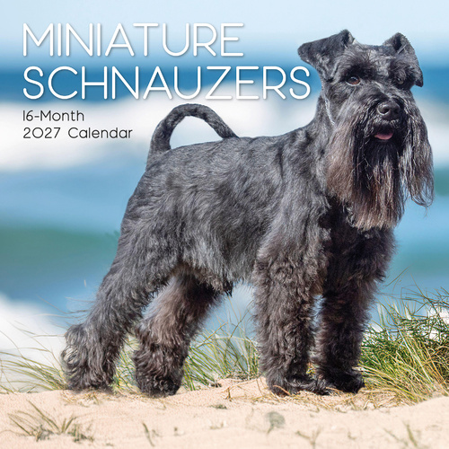 2027 Calendar Paw Prints Miniature Schnauzers Square Wall, Gifted Stationery GSC27059