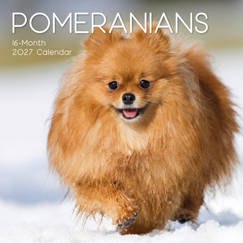 2027 Calendar Paw Prints Pomeranians Square Wall, Gifted Stationery GSC27060