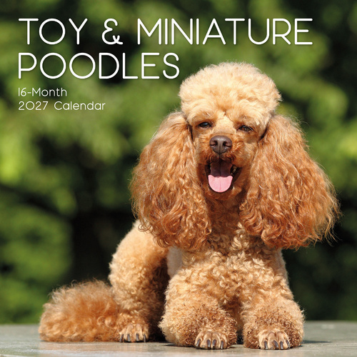 2027 Calendar Paw Prints Toy & Miniature Poodles Square Wall, Gifted Stationery GSC27062