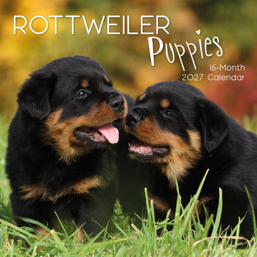 2027 Calendar Paw Prints Rottweiler Puppies Square Wall, Gifted Stationery GSC27064