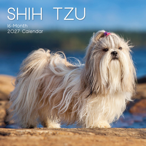 2027 Calendar Paw Prints Shih Tzu Square Wall, Gifted Stationery GSC27066