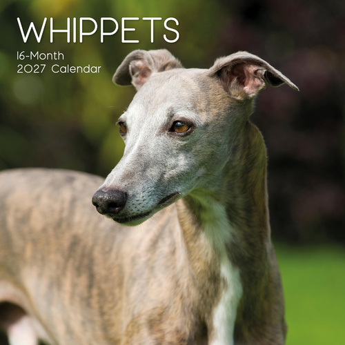 2027 Calendar Paw Prints Whippets Square Wall, Gifted Stationery GSC27069