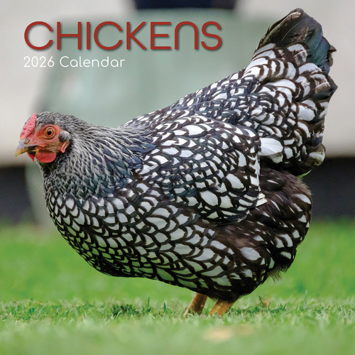 2026 Calendar Chickens Square Wall, The Gifted Stationery GSC26063