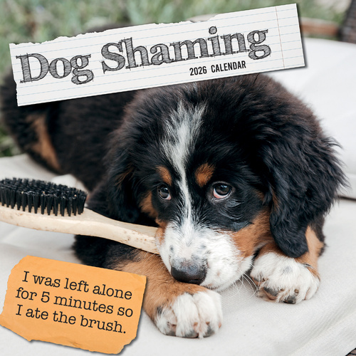 2026 Calendar Dog Shaming Square Wall, The Gifted Stationery GSC26093