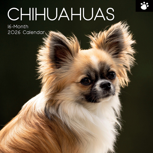 2026 Calendar Paw Prints Chihuahuas 16-Month Square Wall, The Gifted Stationery GSC26108