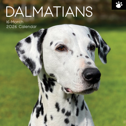 2026 Calendar Paw Prints Dalmatians 16-Month Square Wall, The Gifted Stationery GSC26111
