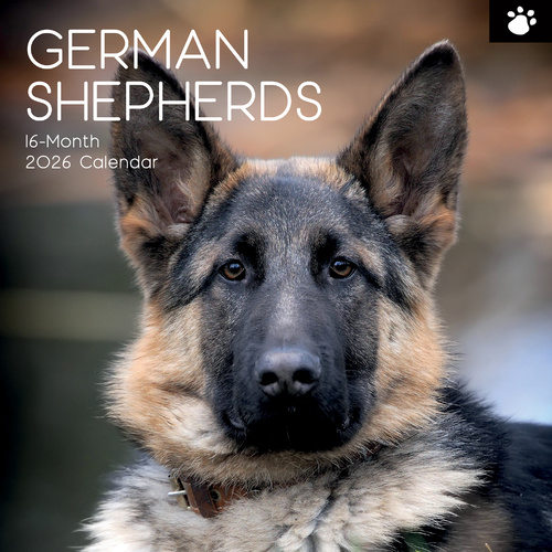 2026 Calendar Paw Prints German Shepherds 16-Month Square Wall, The Gifted Stationery GSC26114