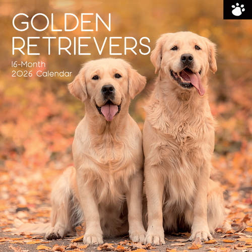2026 Calendar Paw Prints Golden Retrievers 16-Month Square Wall, The Gifted Stationery GSC26115