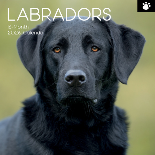 2026 Calendar Paw Prints Labradors 16-Month Square Wall, The Gifted Stationery GSC26117
