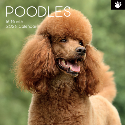 2026 Calendar Paw Prints Poodles 16-Month Square Wall, The Gifted Stationery GSC26118