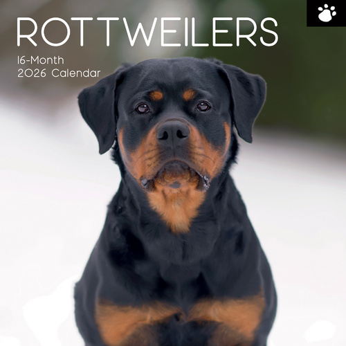 2026 Calendar Paw Prints Rottweilers 16-Month Square Wall, The Gifted Stationery GSC26120
