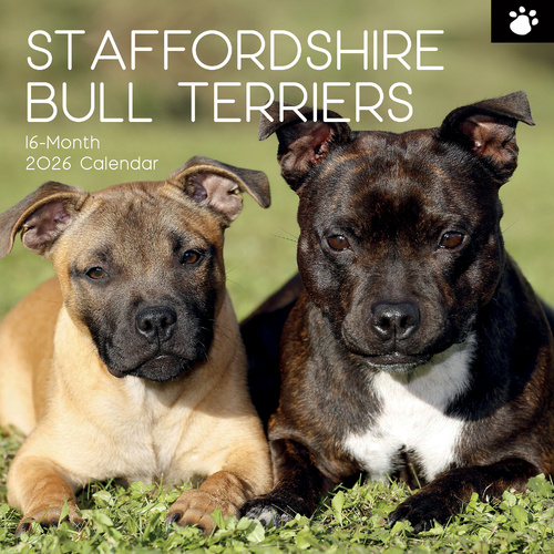 2026 Calendar Paw Prints Staffordshire Bull Terriers 16-Month Square Wall, The Gifted Stationery GSC26121
