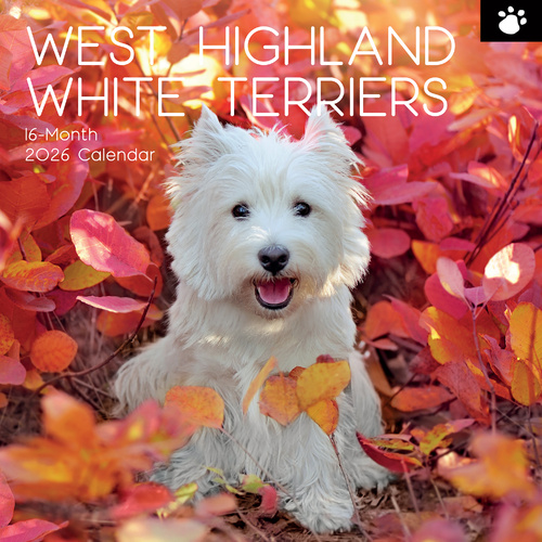 2026 Calendar Paw Prints West Highland White Terriers 16-Month Square Wall, The Gifted Stationery GSC26122
