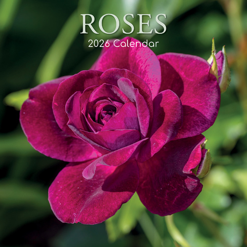 2026 Calendar Roses Square Wall, The Gifted Stationery GSC26191
