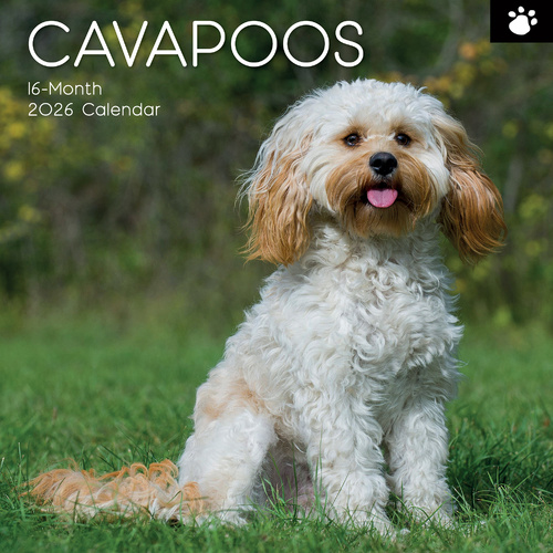 2026 Calendar Paw Prints Cavapoos 16-Month Square Wall, The Gifted Stationery GSC26549