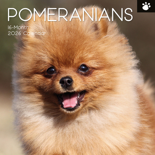 2026 Calendar Paw Prints Pomeranian 16-Month Square Wall, The Gifted Stationery GSC26554