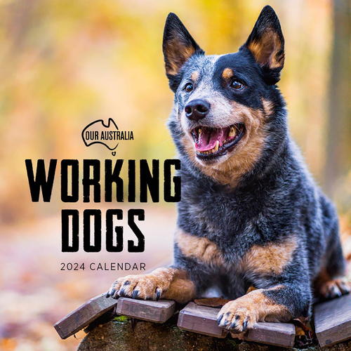 2024 Calendar Our Australia Working Dogs Square Wall, Paper Pocket COB34