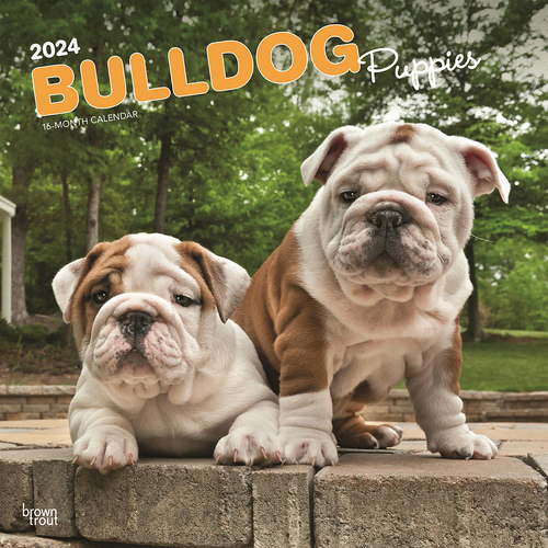 2024 Calendar Bulldog Puppies 16-Month Square Wall Browntrout BT62000