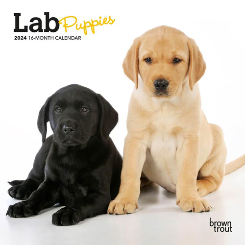 2024 Calendar Lab Puppies 16-Month Mini Wall Browntrout BT63502