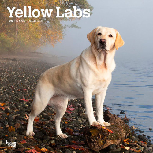 2024 Calendar Yellow Labrador Retrievers 16-Month Square Wall Browntrout BT63618