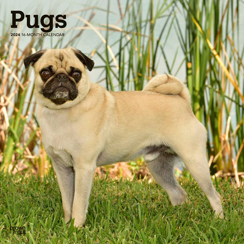 2024 Calendar Pugs 16-Month Square Wall Browntrout BT64691