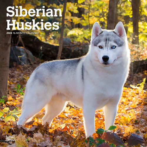 2024 Calendar Siberian Huskies 16-Month Square Wall Browntrout BT65063