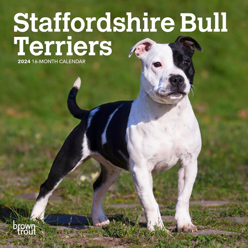 2024 Calendar Staffordshire Bull Terriers 16-Month Mini Wall Browntrout BT65186