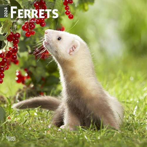 2024 Calendar Ferrets 16-Month Square Wall Browntrout BT67746