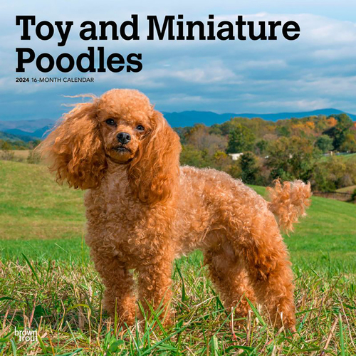 2024 Calendar Toy and Miniature Poodles 16-Month Square Wall Browntrout BT67975
