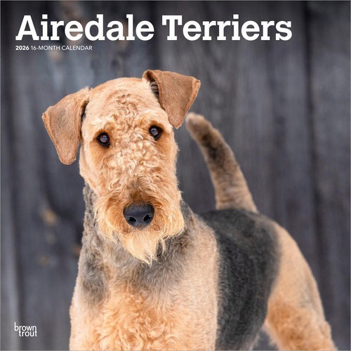 2026 Calendar Airedale Terriers 16-Month Square Wall, BrownTrout BT02015