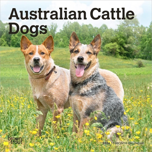 2026 Calendar Australian Cattle Dogs 16-Month Mini Wall, BrownTrout BT02183