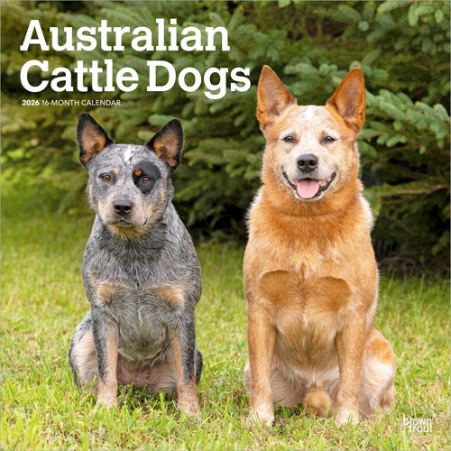 2026 Calendar Australian Cattle Dogs 16-Month Square Wall, BrownTrout BT02190