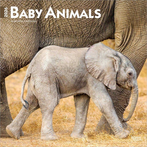 2026 Calendar Baby Animals 16-Month Square Wall, BrownTrout BT02244