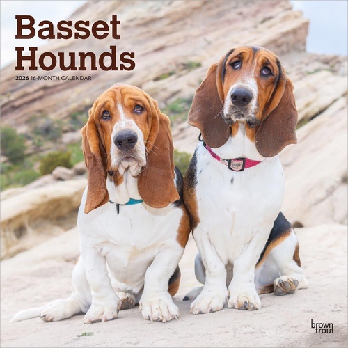 2026 Calendar Basset Hounds 16-Month Square Wall, BrownTrout BT02329