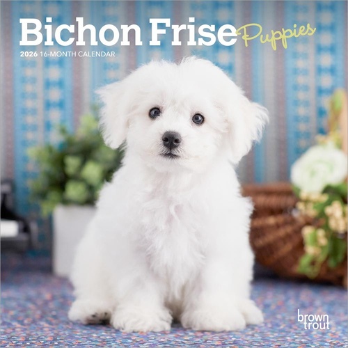 2026 Calendar Bichon Frise Puppies 16-Month Mini Wall, BrownTrout BT02428