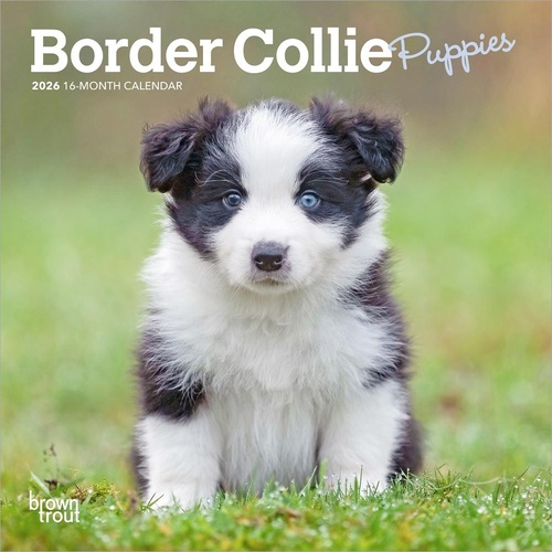 2026 Calendar Border Collie Puppies 16-Month Mini Wall, BrownTrout BT02534