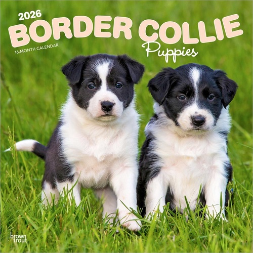 2026 Calendar Border Collie Puppies 16-Month Square Wall, BrownTrout BT02541