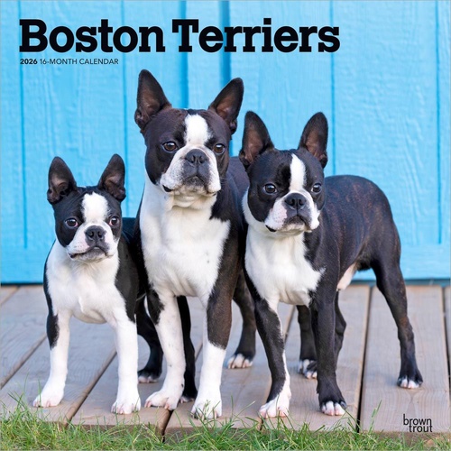 2026 Calendar Boston Terriers 16-Month Square Wall, BrownTrout BT02602