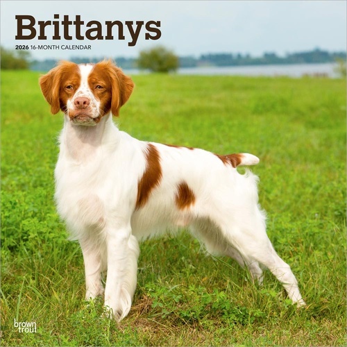 2026 Calendar Brittanys 16-Month Square Wall, BrownTrout BT02640