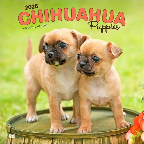 2026 Calendar Chihuahua Puppies 16-Month Square Wall, BrownTrout BT02923