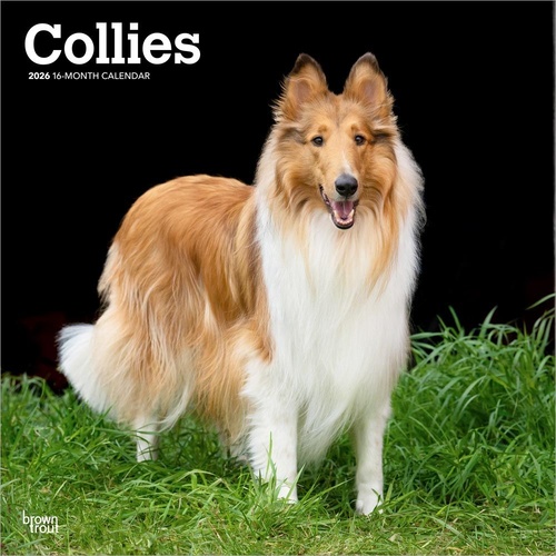 2026 Calendar Collies 16-Month Square Wall, BrownTrout BT02985