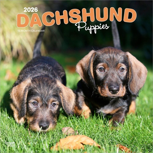 2026 Calendar Dachshund Puppies 16-Month Square Wall, BrownTrout BT03098