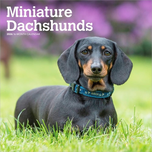 2026 Calendar Miniature Dachshunds 16-Month Square Wall, BrownTrout BT03135