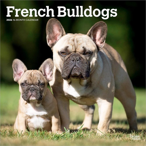 2026 Calendar French Bulldogs 16-Month Square Wall, BrownTrout BT03302