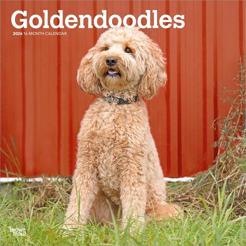 2026 Calendar Goldendoodles 16-Month Square Wall, BrownTrout BT03500
